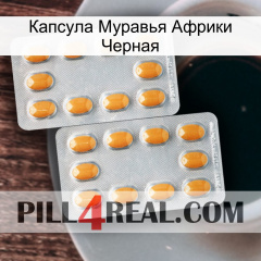 Капсула Муравья Африки Черная cialis4